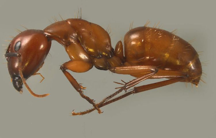 Formicinae CamponotusTanaemyrmex castaneus Latreille