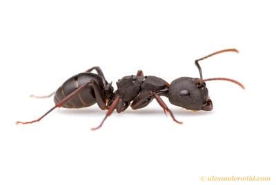 Formicinae Alex Wild Photography Photo Keywords Camponotus formicinae