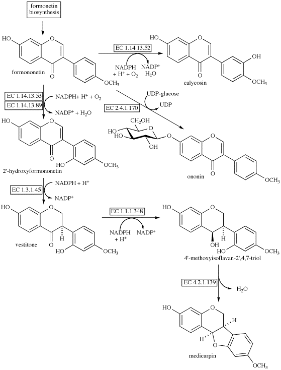 Formononetin formononetin derivatives biosynthesis