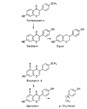 Formononetin Demethylation and Conjugation of Formononetin and Daidzein in