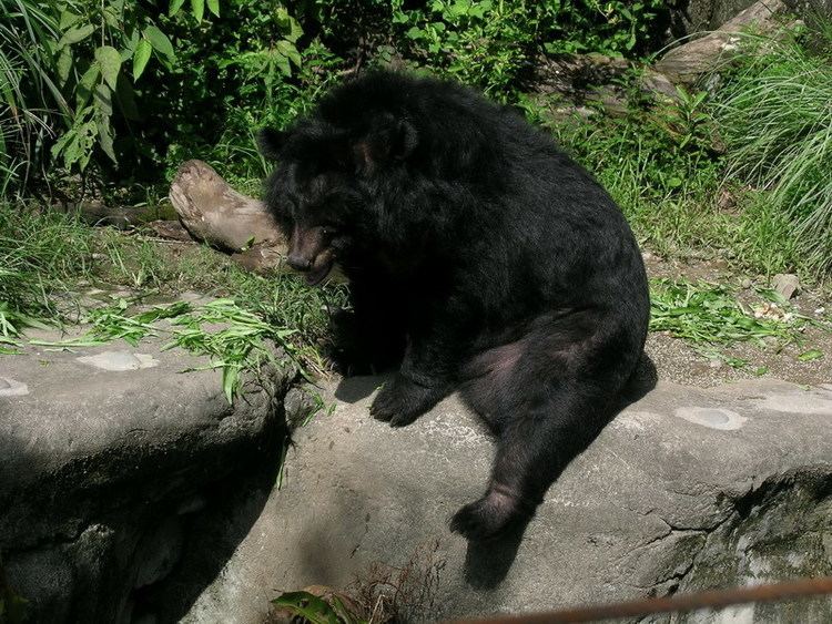 Formosan black bear Formosan black bear Wikipedia