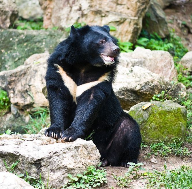 Formosan black bear 1000 ideas about Asian Black Bear on Pinterest Bears Baby bears