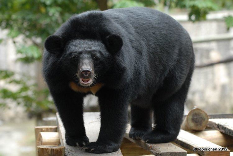 Formosan black bear Formosan black bear Ursidae Pinterest Black Bears and Black bear