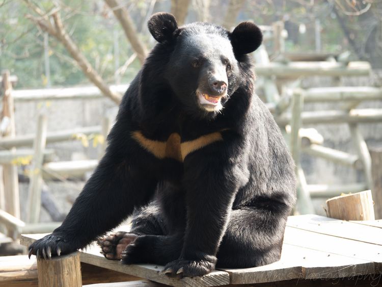 Formosan black bear Formosan black bearP1130372 Ian Liao Flickr