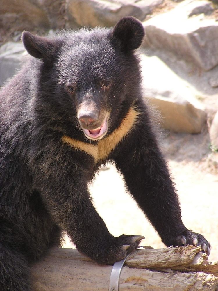 Formosan black bear Formosan black bear Wikiwand