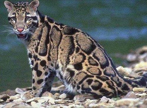 Formosan clouded leopard Formosan Clouded Leopard indigenous to Taiwan and now deemed