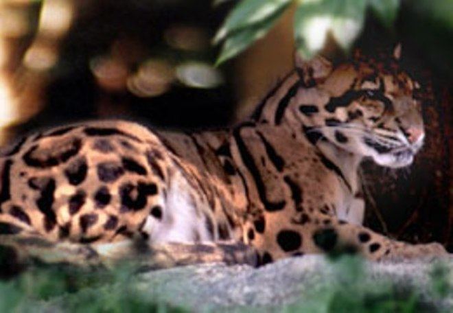 Formosan clouded leopard Clouded Leopard Subspecies Extinct in Taiwan