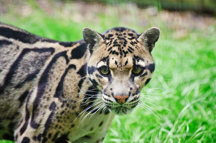 Formosan clouded leopard The future of the clouded leopard looks a little less cloudy Saloncom