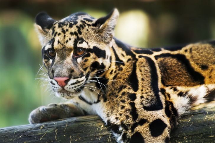 Formosan clouded leopard Formosan Clouded Leopard Confirmed to Be Extinct in Taiwan