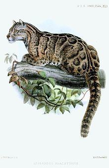Formosan clouded leopard httpsuploadwikimediaorgwikipediacommonsthu