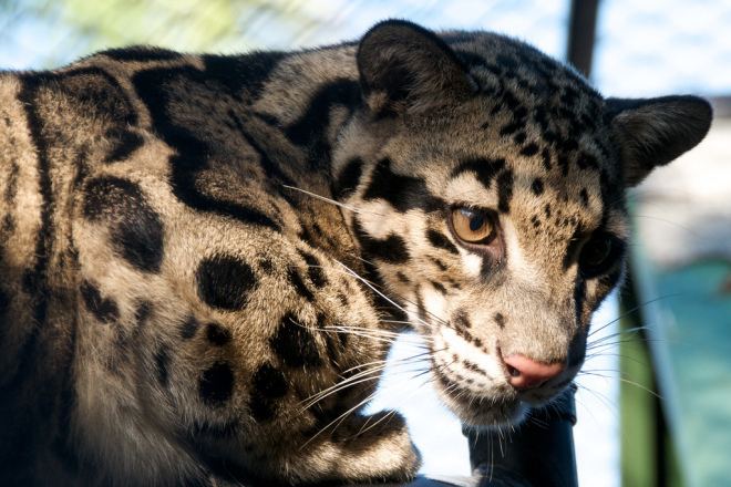 Formosan clouded leopard The Formosan clouded leopard has been declared extinct Grist