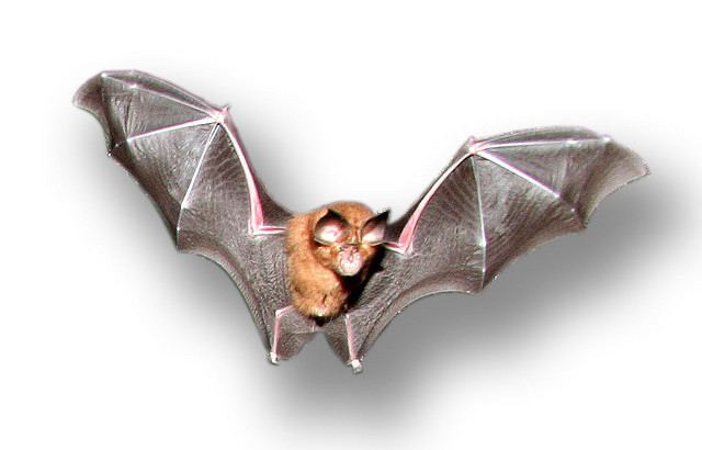 Formosan lesser horseshoe bat wwwplanetmammiferesorgPhotosVolantsRhinoloR