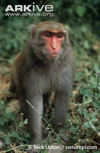 Formosan rock macaque Formosan rock macaque videos photos and facts Macaca cyclopis
