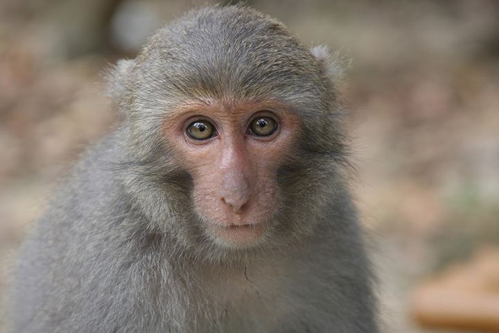 Formosan rock macaque Eyes on the enterprise UCAR University Corporation for