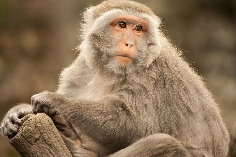 Formosan rock macaque Formosan Rock Macaquequot by taraleigh Redbubble