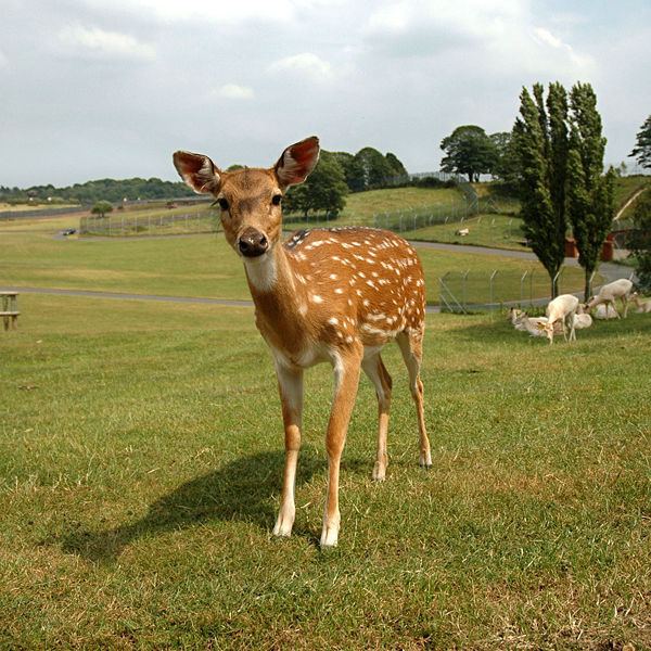 Formosan sika deer FileFormosan sika deerjpg Wikimedia Commons