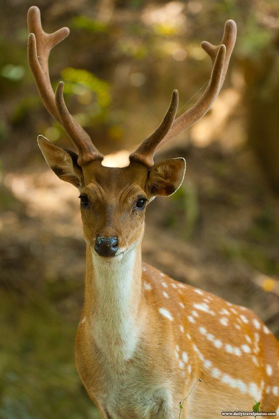 Formosan sika deer Formosan Sika Deer Extinct In The Wild Exceed 1000 Individuals In