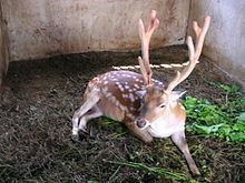 Formosan sika deer httpsuploadwikimediaorgwikipediacommonsthu