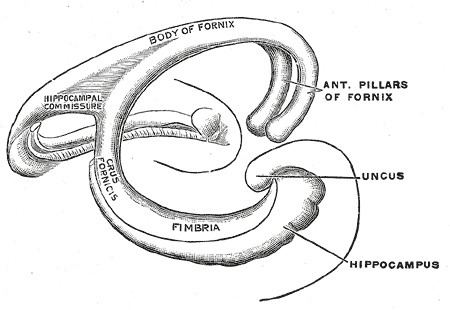 Fornix (neuroanatomy)