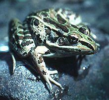 Forrer's grass frog httpsuploadwikimediaorgwikipediacommonsthu