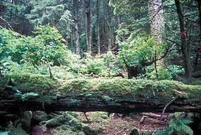 Forrester Island Wilderness httpsuploadwikimediaorgwikipediacommonsthu