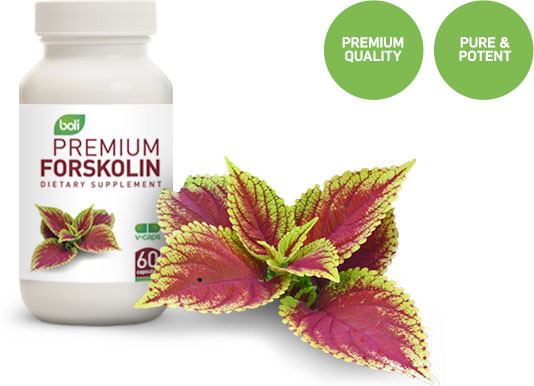 Forskolin Buy Wholesale Private Label Forskolin Supplement