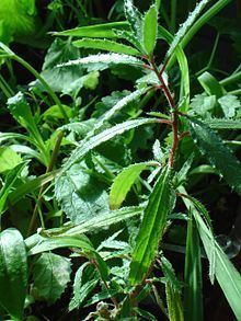 Forsskaolea angustifolia httpsuploadwikimediaorgwikipediacommonsthu