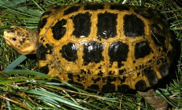 Forsten's tortoise FreshMarinecom Forstens Tortoise Indotestudo forsteni Buy