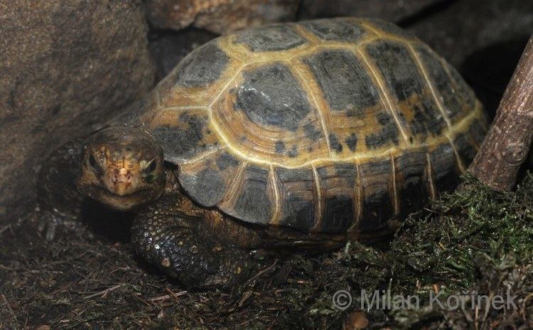 Forsten's tortoise Image Indotestudo forstenii Forsten39s Tortoise BioLibcz