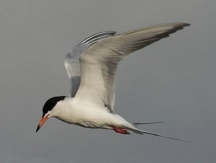 Forster's tern Forster39s Tern Identification All About Birds Cornell Lab of