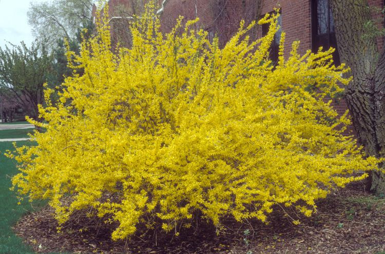 Forsythia Forsythias Bright Yellow Harbingers of Spring News