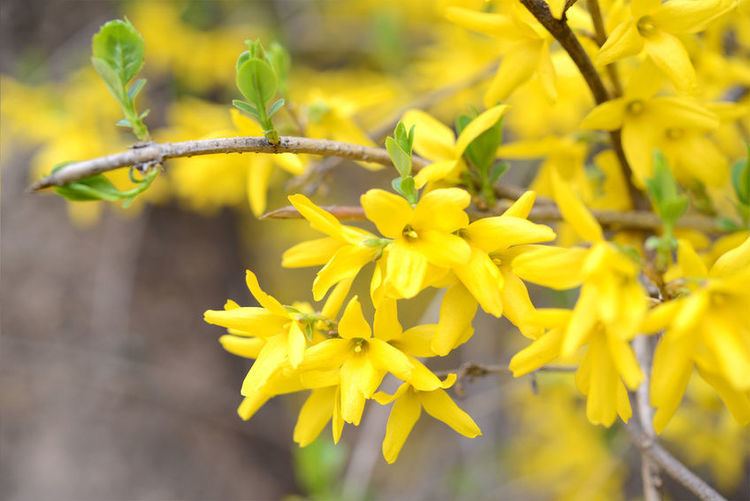 Forsythia How to Propagate Forsythia From Cuttings eBay
