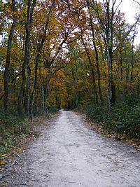 Forêt de Bouconne httpsuploadwikimediaorgwikipediacommonsthu
