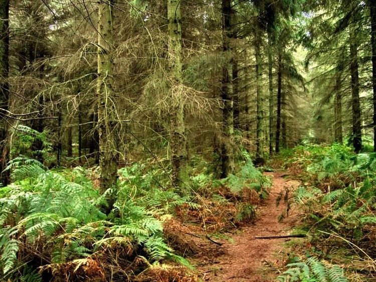 Forêt de Rouvray - Alchetron, The Free Social Encyclopedia