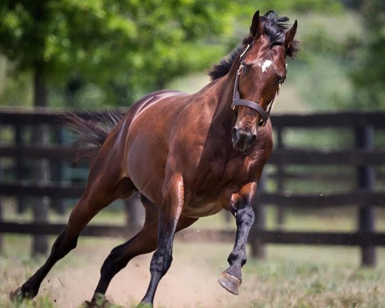 Fort Larned (horse) Fort Larned Adena Springs