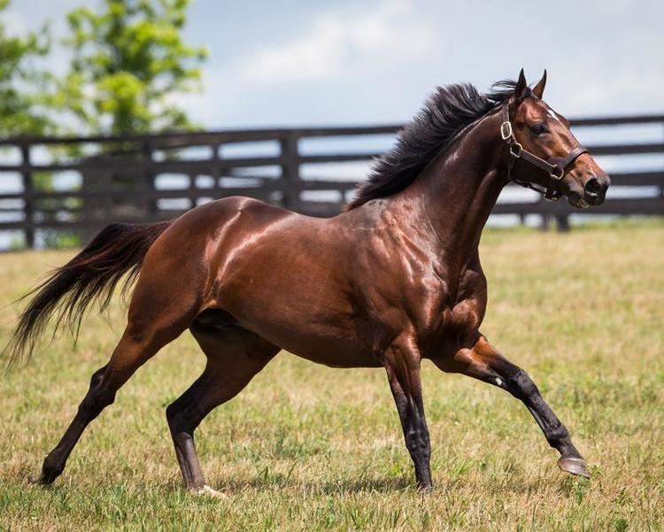 Fort Larned (horse) Fort Larned Adena Springs