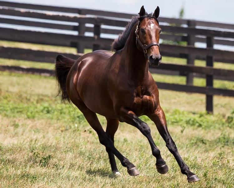 Fort Larned (horse) Fort Larned Adena Springs