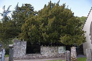 Fortingall Yew Fortingall Yew Wikipedia