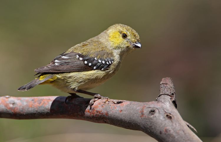 Forty-spotted pardalote Naturally Inspired projects protect Tasmania39s Southern Environment
