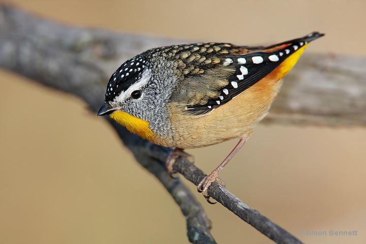 Forty-spotted pardalote fortyspotted pardalote endangered Animals for art inspiration
