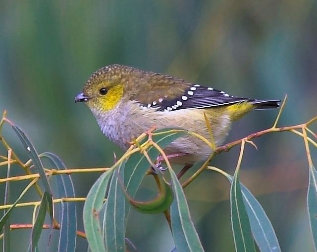 Forty-spotted pardalote 1000 images about BIRDS PARDALOTES on Pinterest Tasmania