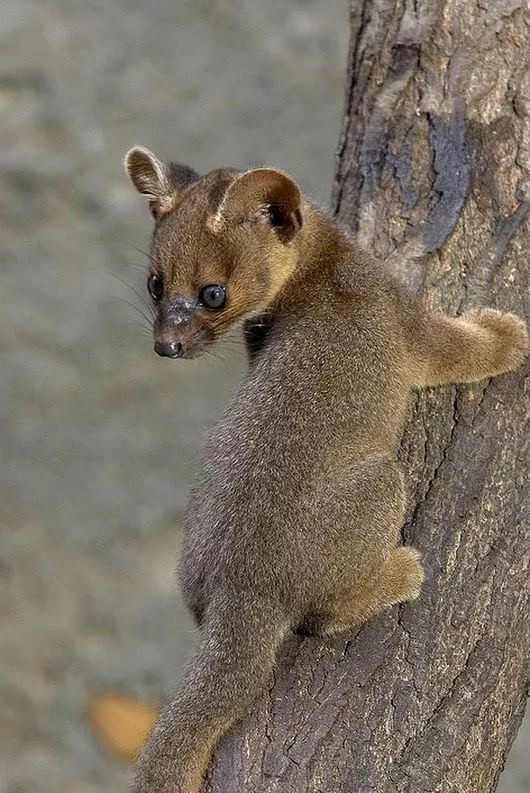 Fossa (animal) 1000 images about Fossa on Pinterest Cats Madagascar and Fossa