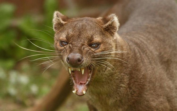 Fossa (animal) 1000 images about Fossa on Pinterest Madagascar Fossa animal and