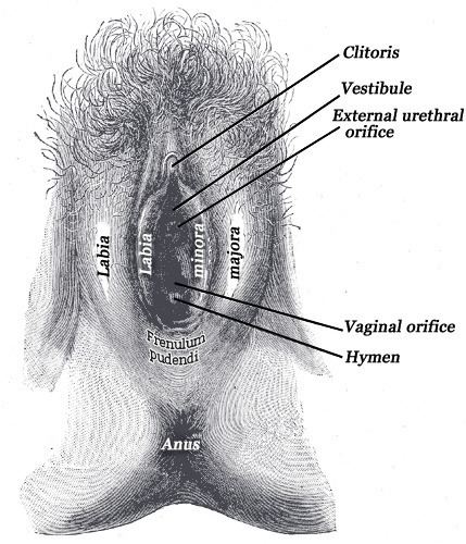 Fossa of vestibule of vagina