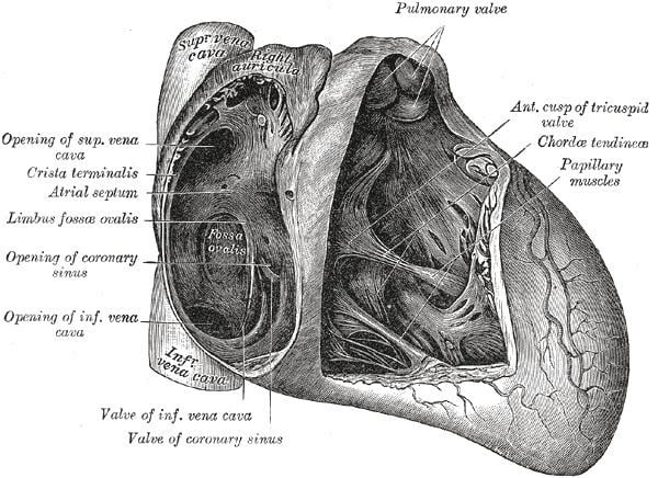 Fossa ovalis (heart)