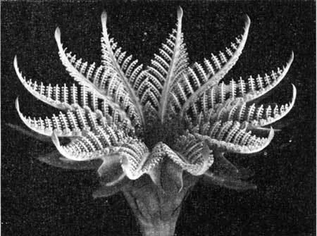 Fossil Cycad National Monument