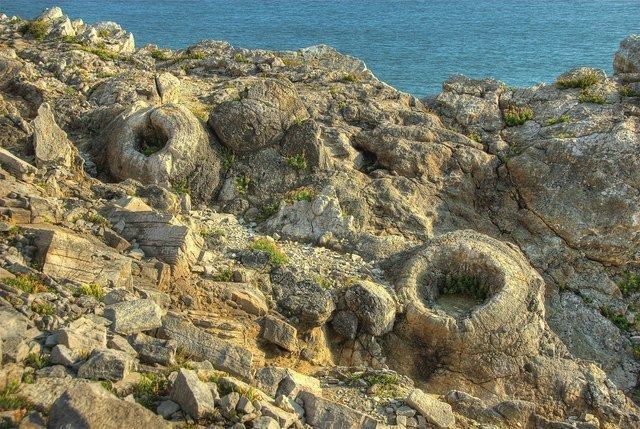 Fossil Forest, Dorset