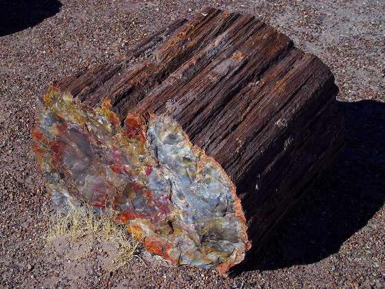 Fossil wood