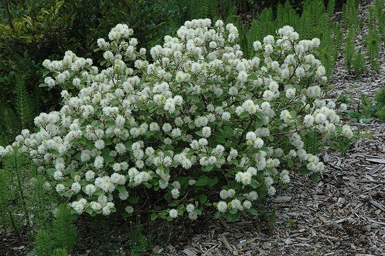 Fothergilla Large Fothergilla Fothergilla major in Toronto Orangeville