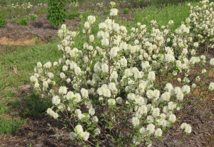 Fothergilla Natural Landscapes Nursery Fothergilla